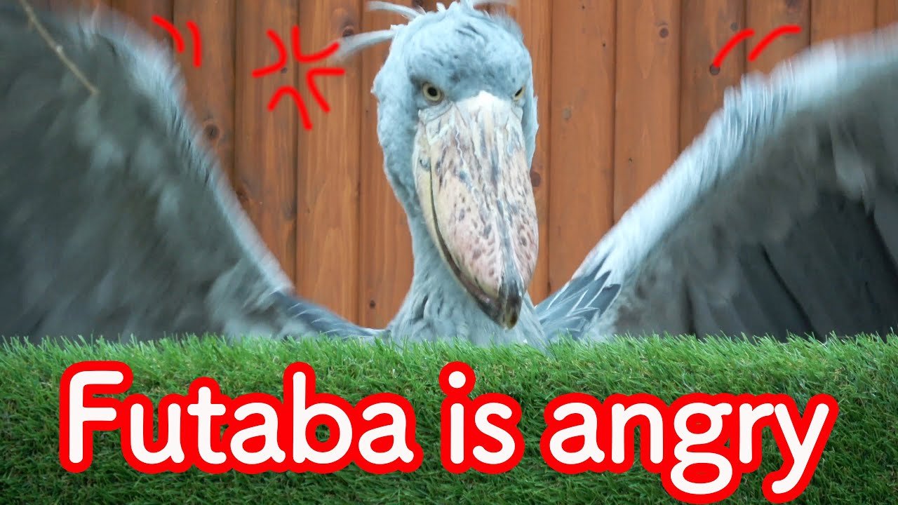 🦜 가케가와 화조원(카케가와 카초엔) 이미지 5